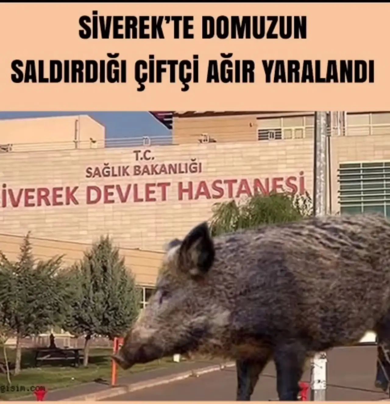 Siverek'te Çiftçiye Domuz Saldırısı