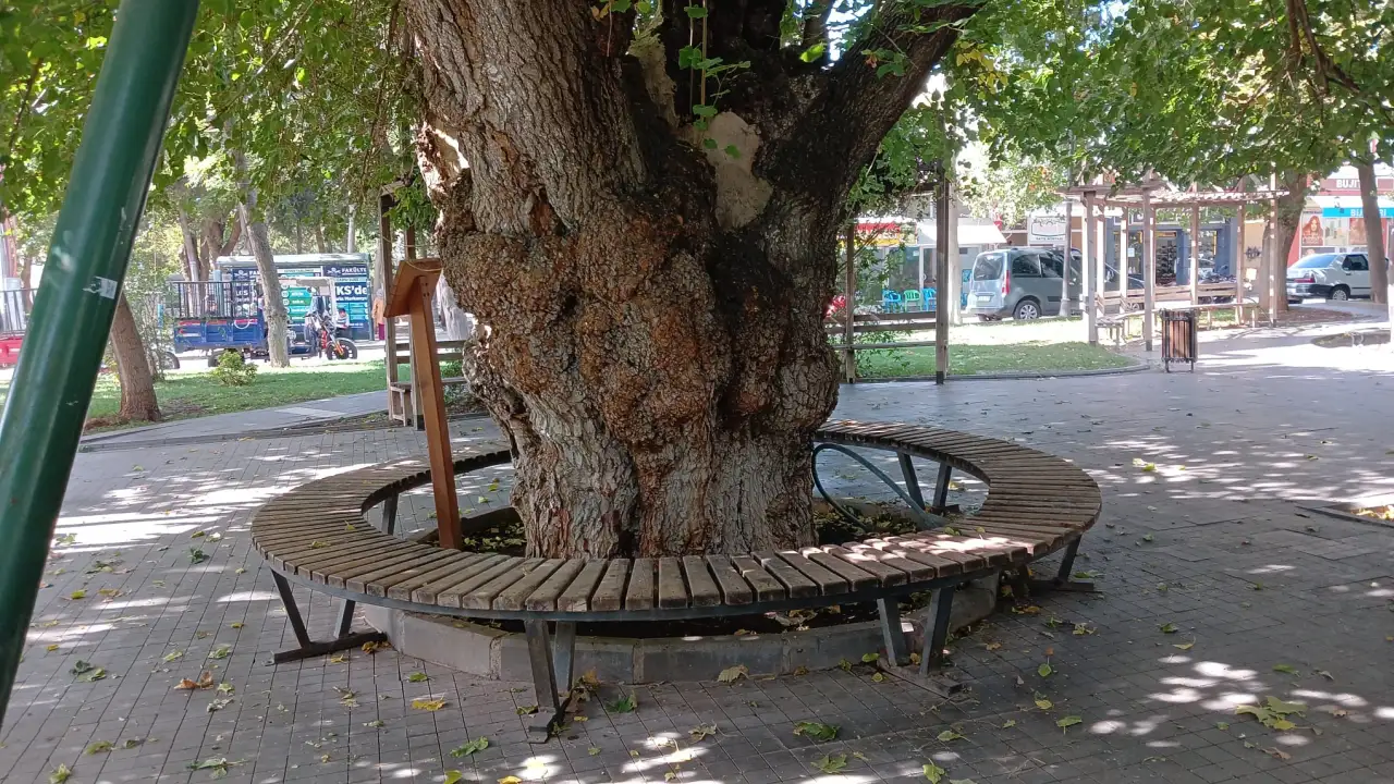 Siverek'teki Tarihi Dut Ağacı Vatandaşın Gözdesi Oldu