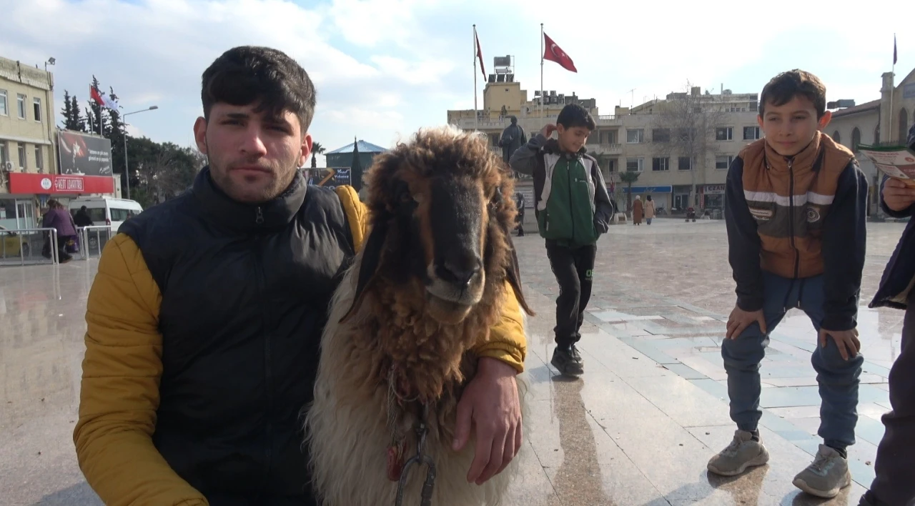 Sokaklarda Koyunu ile Gezen Genç İlgi Odağı Oldu