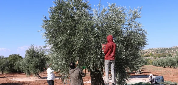 Tescilli Kilis Zeytinyağında İlk Sıkım Başladı