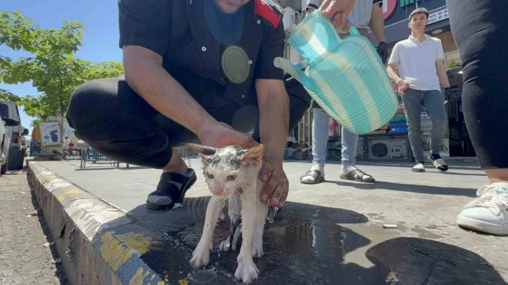 Yavru Kedi Kurtarıldıktan Sonra Yıkandı ve Sütle Beslendi