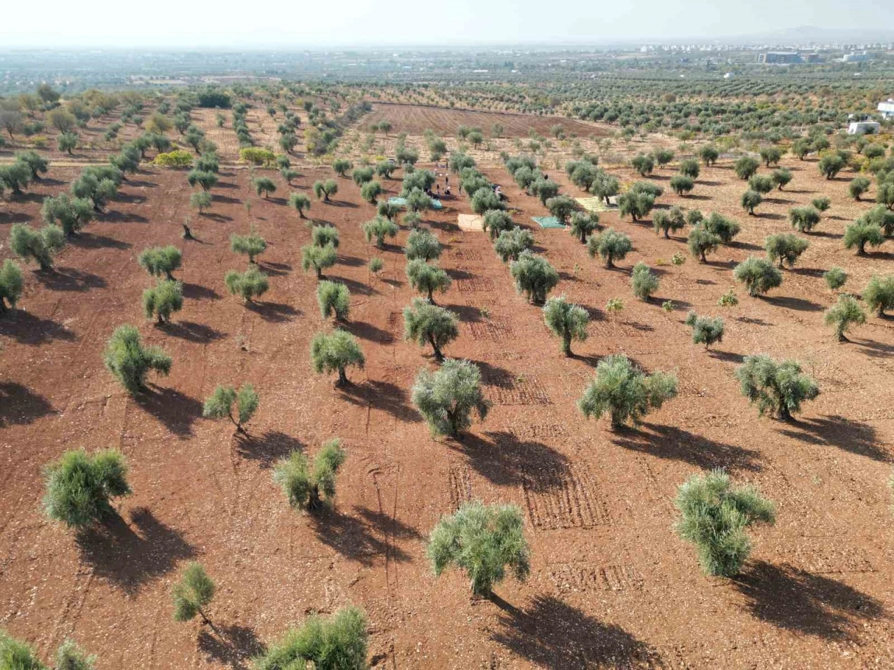 Zeytin Hasadı Coşkuyla Başladı