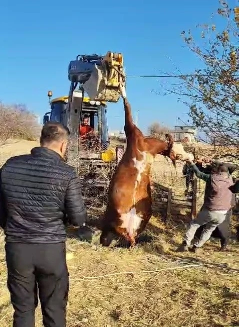 15 Metre Derinliğindeki Su Kuyusuna Düşen İnek Kurtarıldı