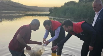  200 Bin Yavru Sazan Balığı Bırakıldı