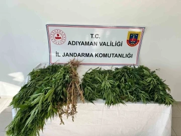 Adıyaman'da 102 Kök Kenevir Bitkisi Ele Geçirildi