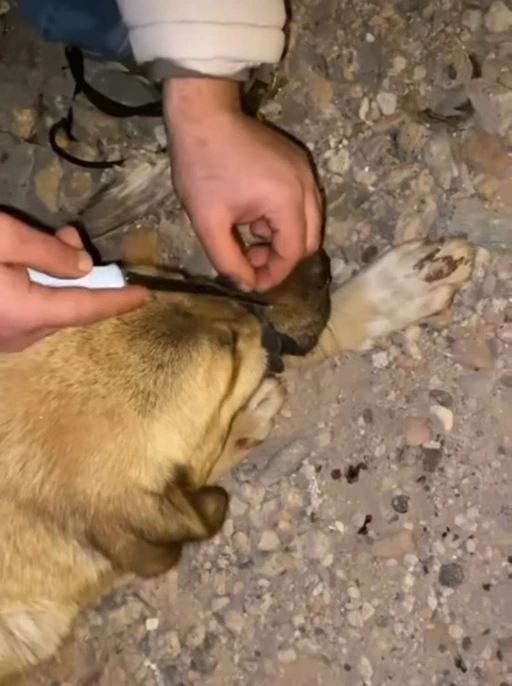 Ağzı Bağlanan Köpeği, Polis ve Vatandaşlar Kurtardı