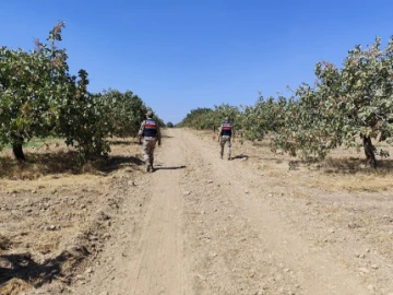  Antep Fıstığı Hırsızlığı