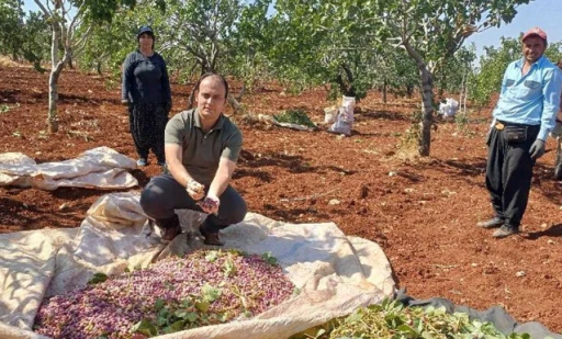  Araban’da Antep Fıstığı Hasadı Tüm Hızıyla Devam Ediyor