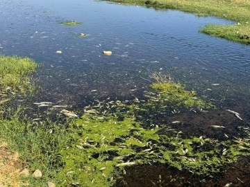 Balık Ölümlerine Neden Olan Tesislere Ağır Ceza