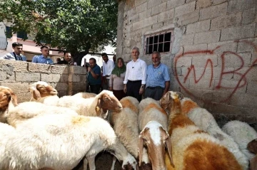 Belediye Desteği ile Başarıya Ulaşan Bir Hikaye: 16 Koyundan 130 Koyuna