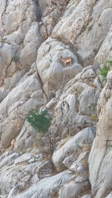 Boğazında Dağ Keçileri Görüntülendi