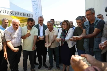  Büyükşehir Belediyesi, Boz Kavlak Fıstık Alımına Başladı