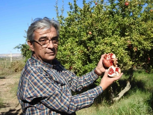 Çiftçiler Nar Hasadı İçin Gün Sayıyor