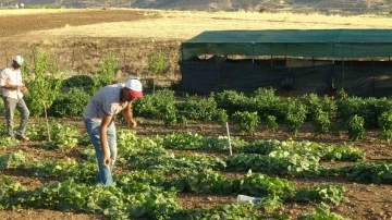 Dev Etçil Çekirge Görüntülendi