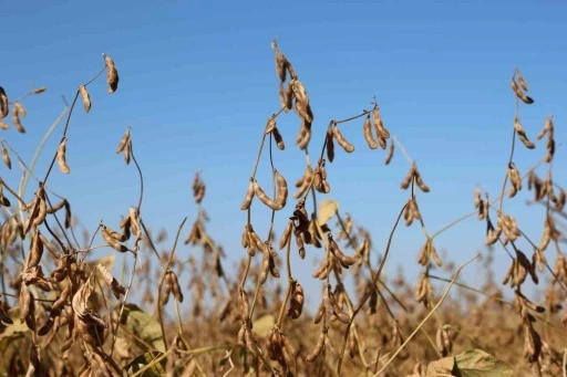 Diyarbakır’da 35 Bin Dekar Soya Fasulyesi Ekimi Gerçekleştirildi