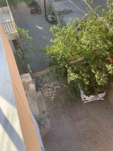 Diyarbakır’da Fırtınada Devrilen Ağaç Kamyoneti Hurdaya Çevirdi