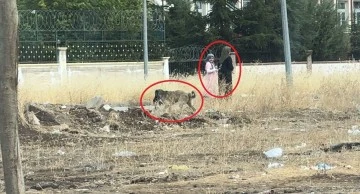 Diyarbakır'da Sokak Köpeklerinin Kediyi Telef Etmesi Endişe Yarattı