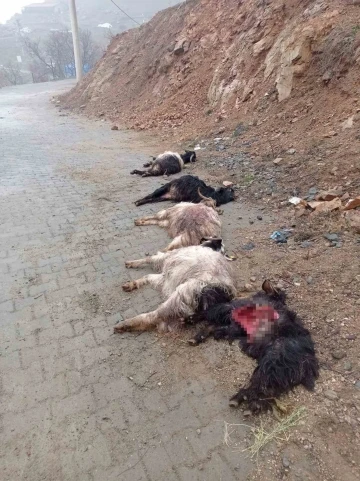Diyarbakır Kulp'ta Sokak Köpeklerinin Saldırısı 15 Keçi Telef Oldu