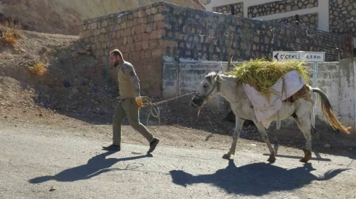 Geleneksel İmece Usulüyle Pirinç Hasadı