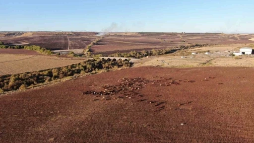 Göç Eden Konargöçer Aileler, 6 Ay Boyunca Kral Yolu'nda Besicilik Yapacak