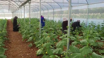  Kadın Girişimciler İlk Ürünlerini Hasat Etti