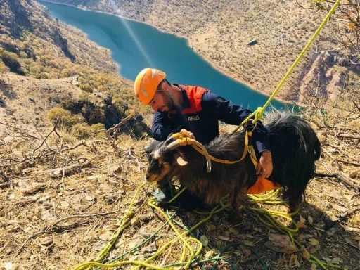 Kayalıklarda Mahsur Kalan 10 Keçi, 3 Gün Sonra Kurtarıldı