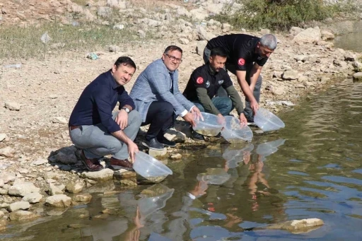 Kralkızı Barajına 100 Bin Pullu Sazan Yavrusu Bırakıldı