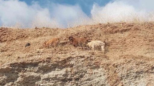 Mahsur Kalan 3 Keçi, İtfaiye Ekiplerinin Müdahalesiyle Kurtarıldı