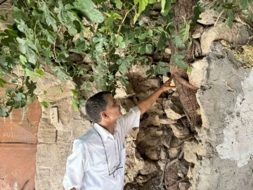 Mardin’de Tarihi Yapılar İncir Ağaçlarının Tehdidi Altında