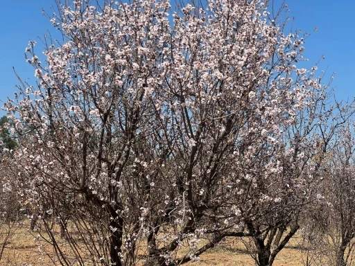  Badem Ağaçları Çiçek Açtı