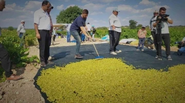  Peygamber Üzümünün Altın Sarısı Yolculuğu Başladı