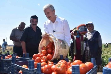 Şahinbey’de Domates Fiyatları: Tarladan Pazara Aynı