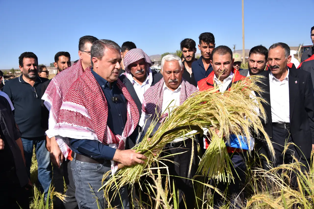 Şanlıurfa Siverek’te Karacadağ Pirinci Hasadı Başladı