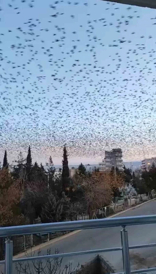  Semalarında Sığırcık Kuşlarının Büyüleyici Göçü