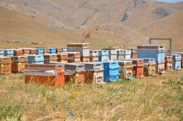 Şırnaklı Arıcılar Gezginci Arıcılar Nedeniyle Tedirgin