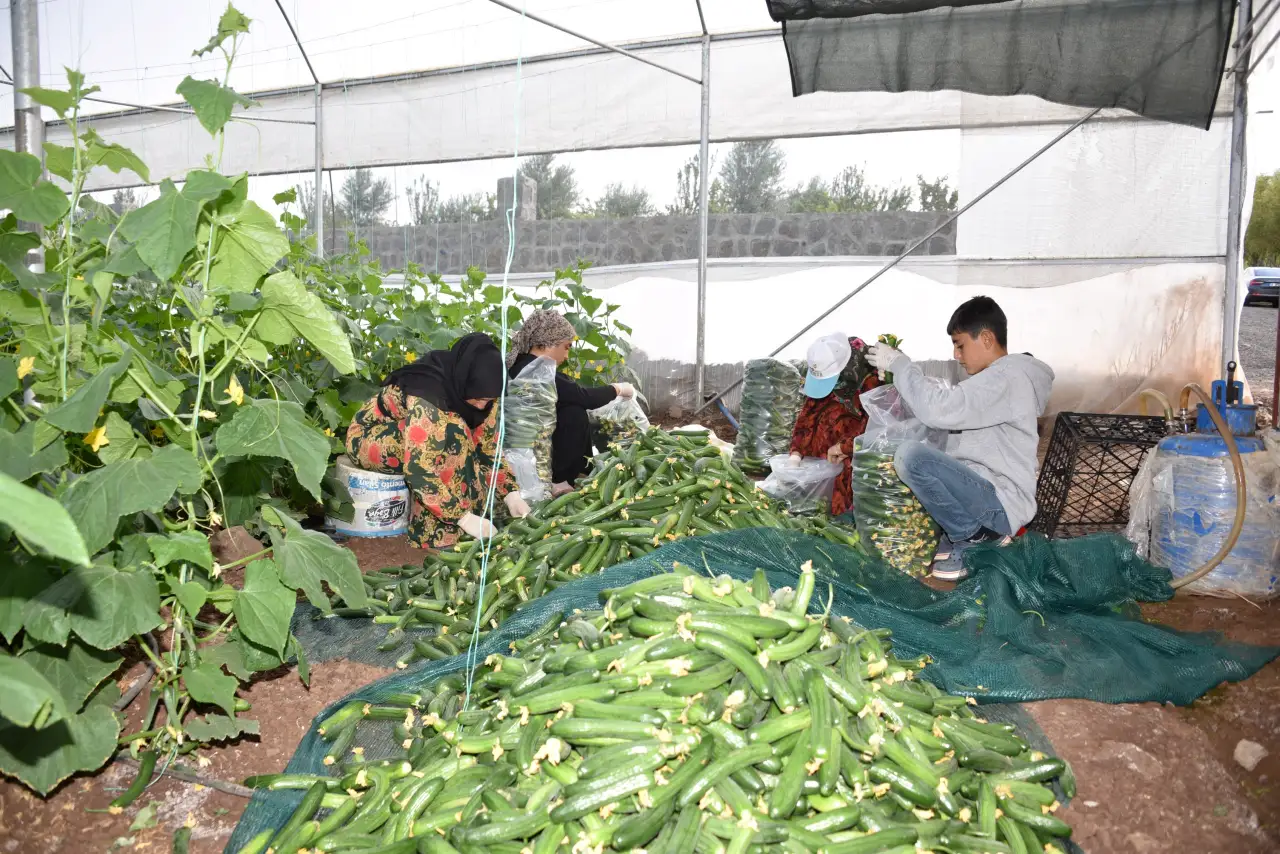 Siverek Seralarında Kadın Gücüyle Hasat Başladı