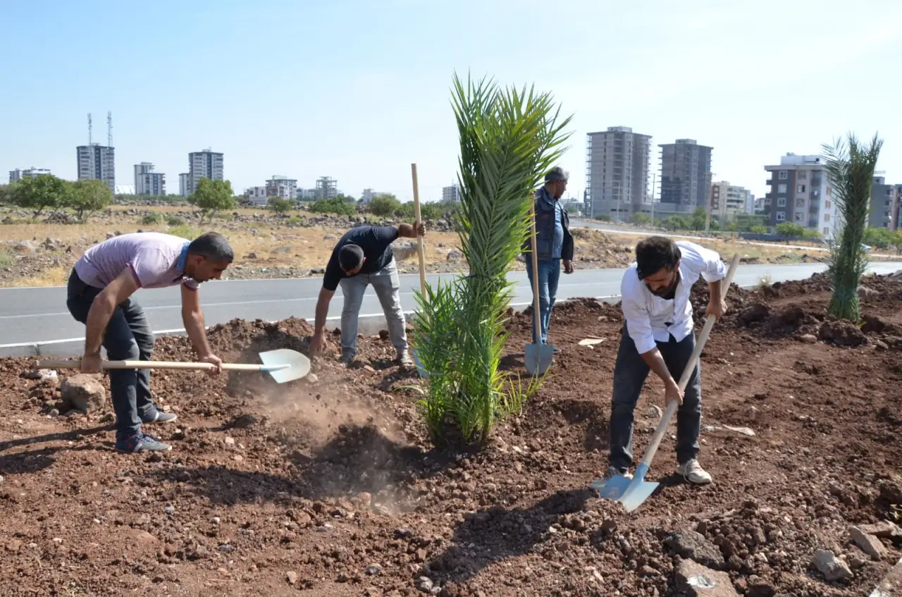 Siverek’te Medine Hurması Ağaçlarıyla Şehir Estetiğine Katkı: 50 Yeni Ağaç Dikildi