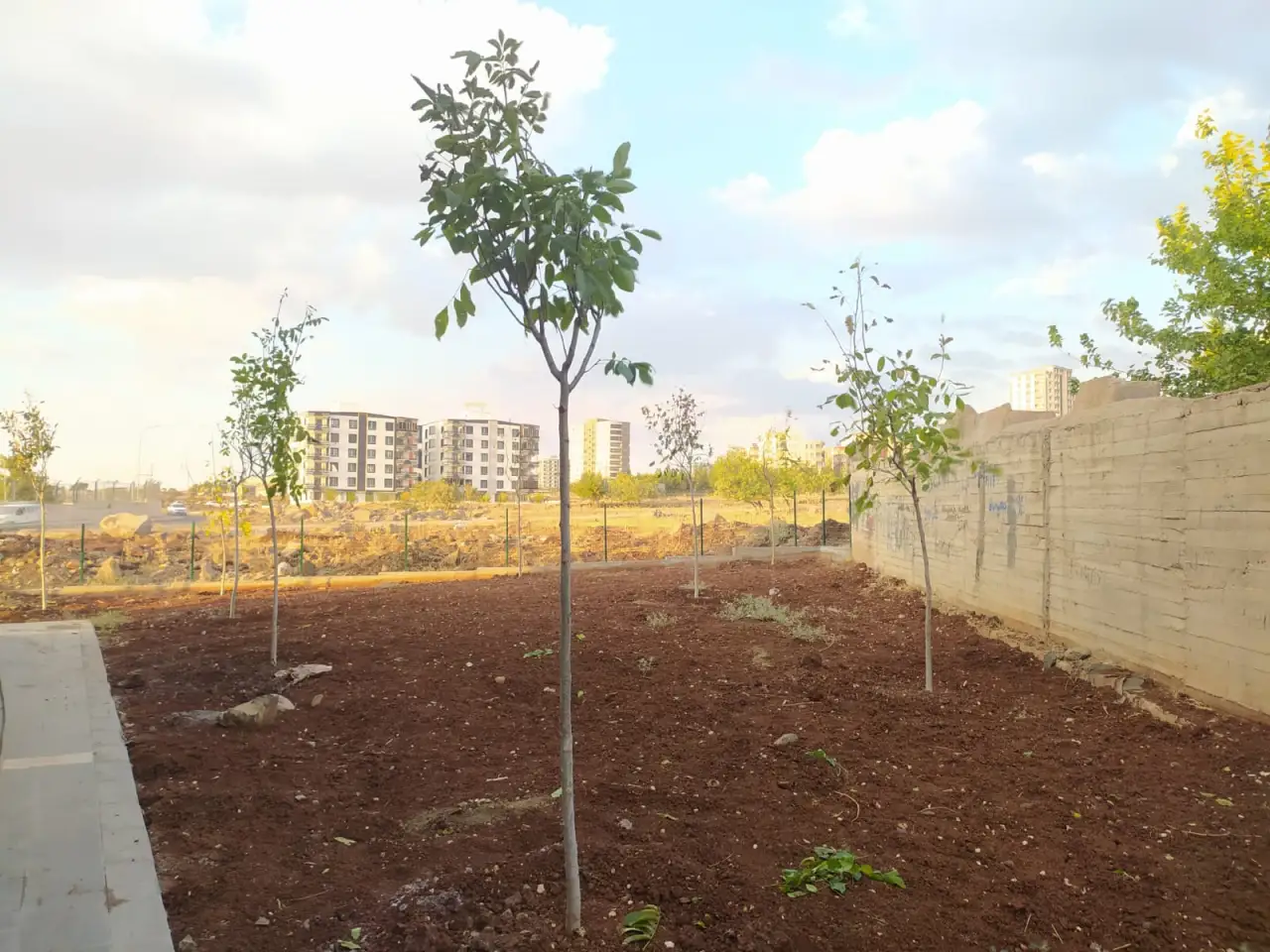 Siverek’te Park ve Yeşil Alanlarda Meyve Ağaçları Dönemi Başlıyor