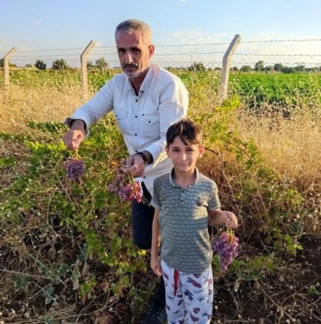 Siverek'te  Üzüm Bağları Geleceği Tehlikede