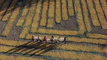 Tarımsal Girdi Fiyat Endeksi Mayıs Ayında Yükseldi: Ayrıntılar Neler?