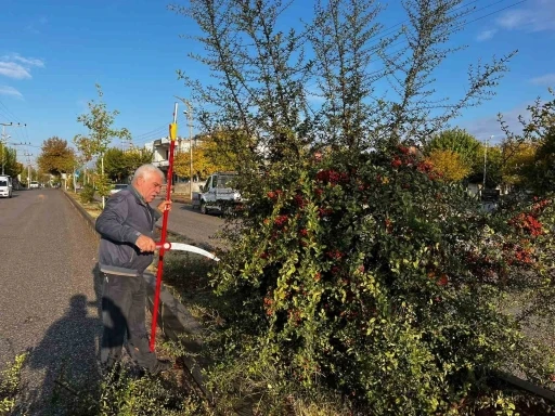  Trafik ve Çevre Güvenliği İçin Kapsamlı Ağaç Budama Çalışması Başlattı