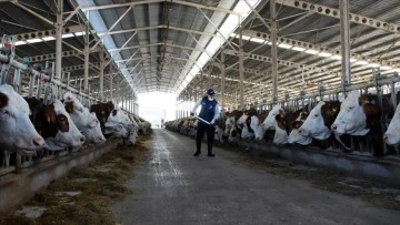 Türkiye'de İnek Sütü Üretiminde Tarihi Rekor: Mayıs Ayında Zirveye Ulaşıldı