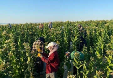 Tütün Hasadı Başladı