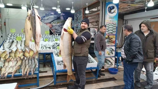 Yakalanan Dev Turna Balığı İlgi Odağı Oldu