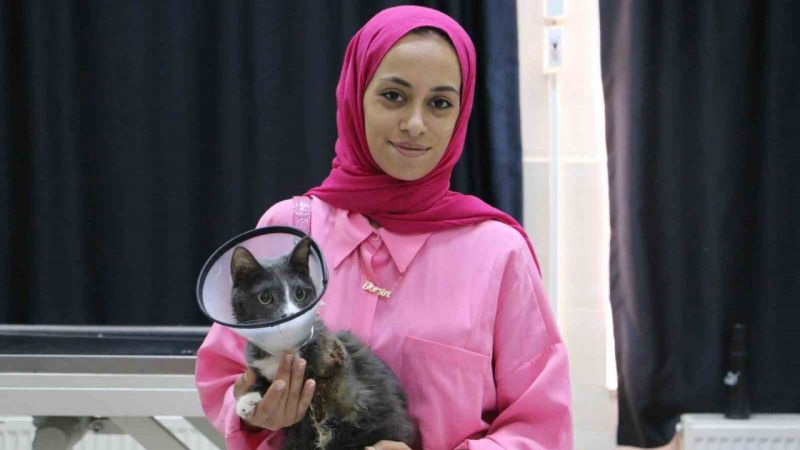 Diyarbakır'da 'Duman' Adlı Kediye Ameliyatla Yeniden Hayat!