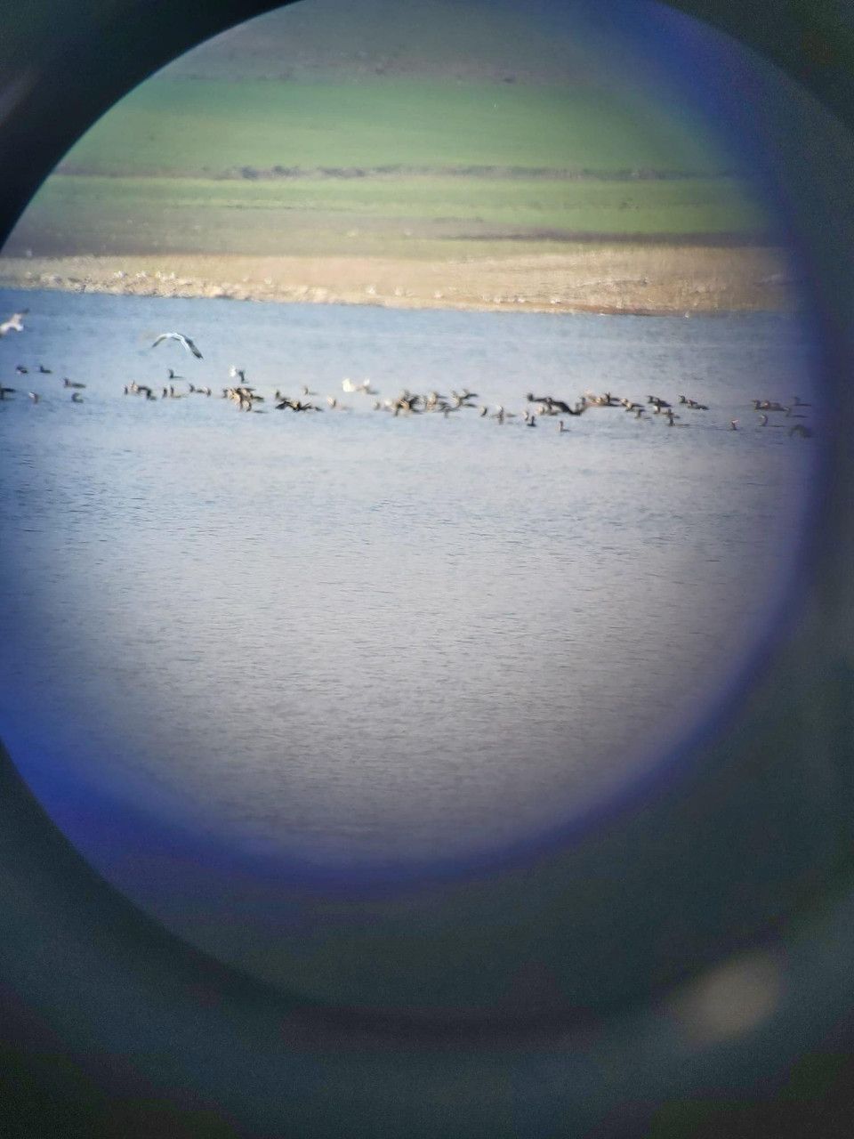 Baraj Göleti'nde Yıllık Su Kuşu Sayımı Tamamlandı